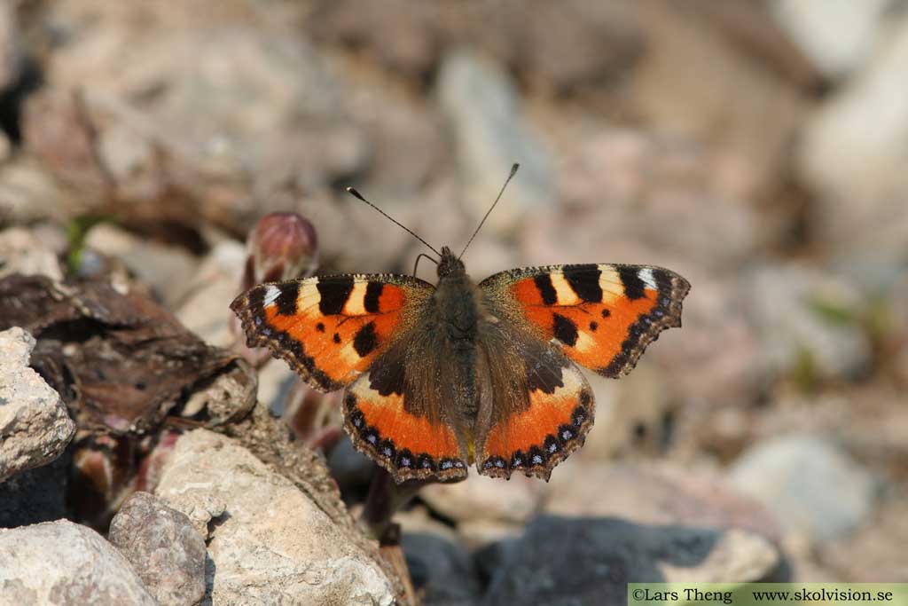 Nässelfjäril, Aglais urticae